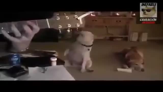 muahaha der hund ist cool 